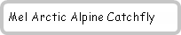 Rounded Rectangle: Mel Arctic Alpine Catchfly